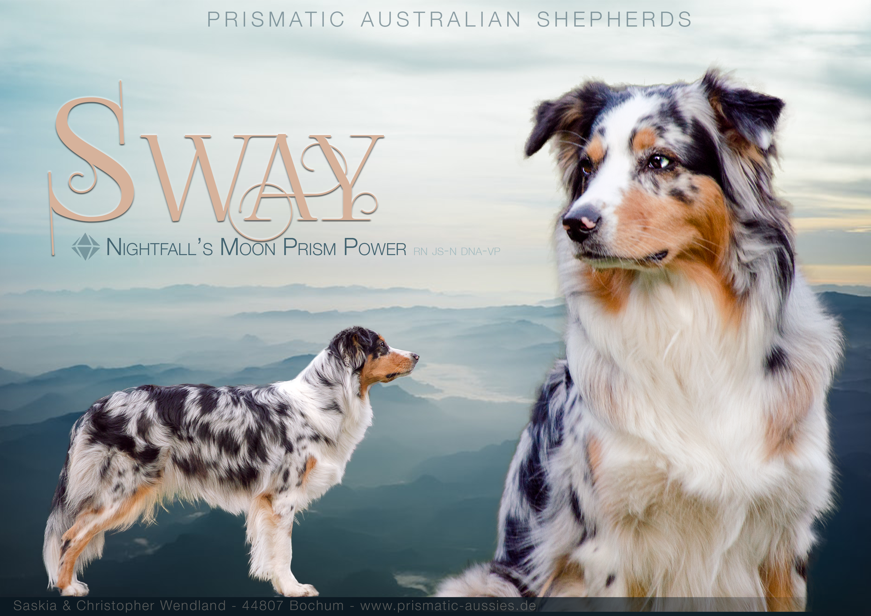 Big Sway The Australian Shepherd